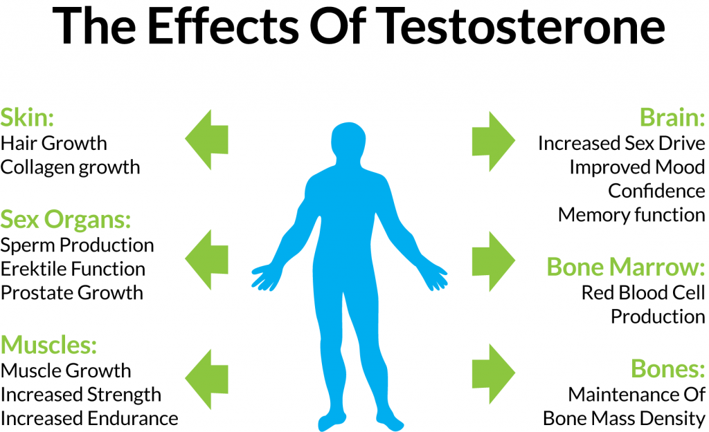 Testosterone Changes Chart