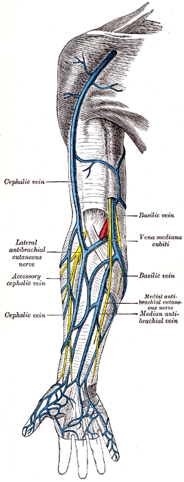 How To Get Veins