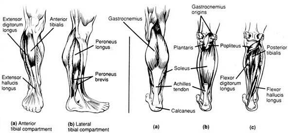 The Art of Getting Badass Calves