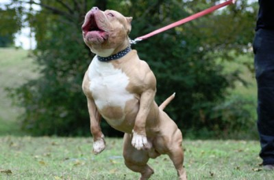 10 Most Muscular Dogs Of All Time