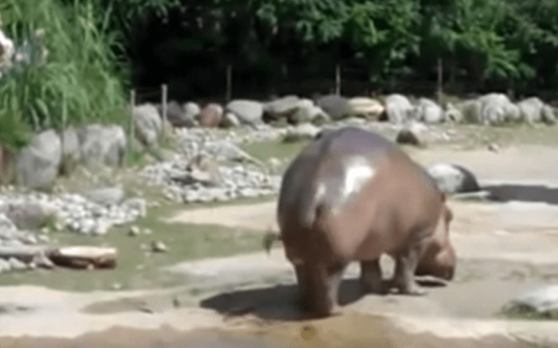 The Cure For Protein Farts