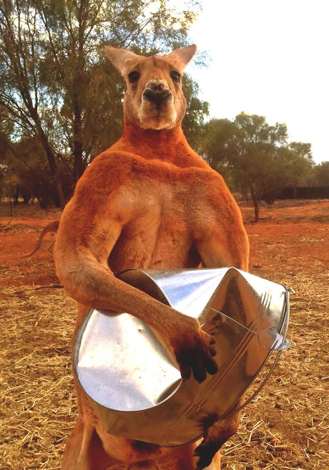 This Super Kangaroo From Down Under Is Built like a Guerrilla