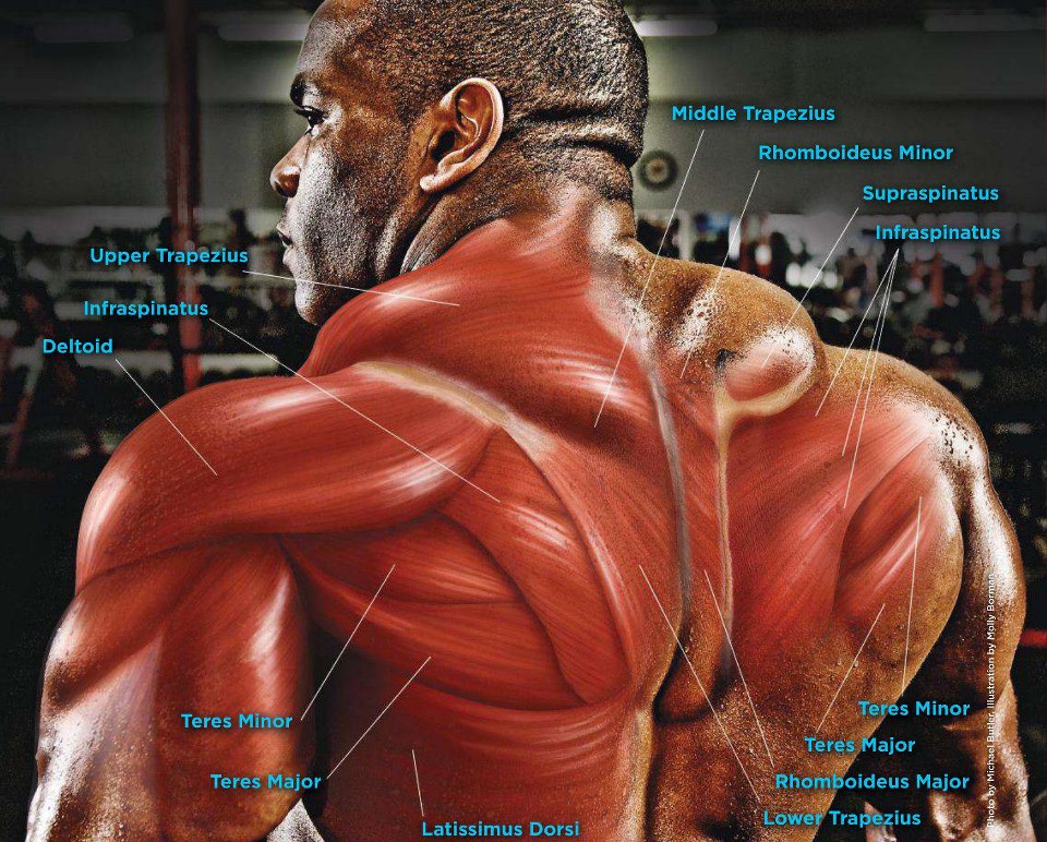 The SIX COMMANDMENTS of Back Training