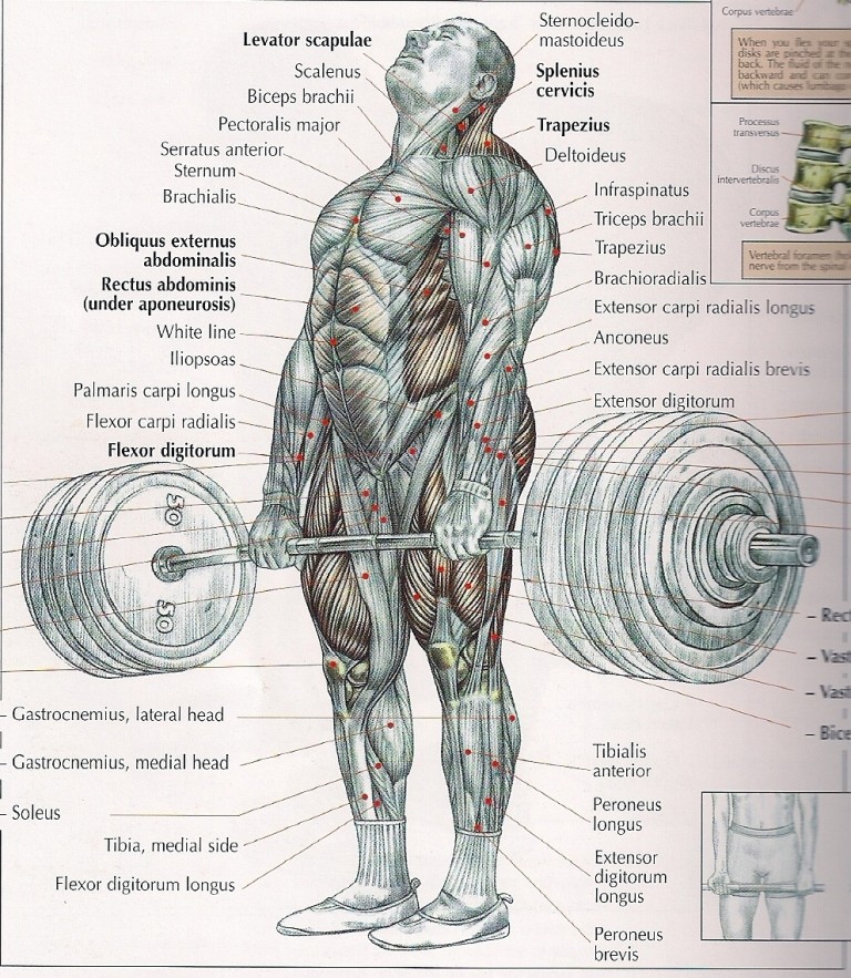 How Heavy Should You Lift for Optimal Gains?