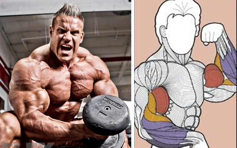 Lighter Weights Gives Same Gains As Heavy Weights, According to Research