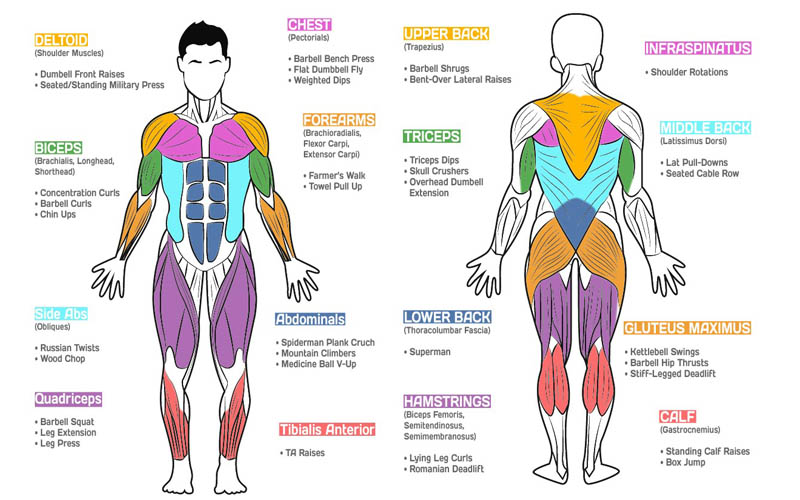 Exercises by deals muscle group