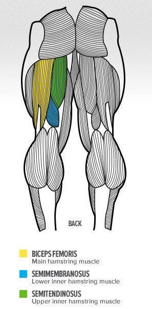 anatomy-of-your-quadriceps-and-hamstrings_infographic-copy