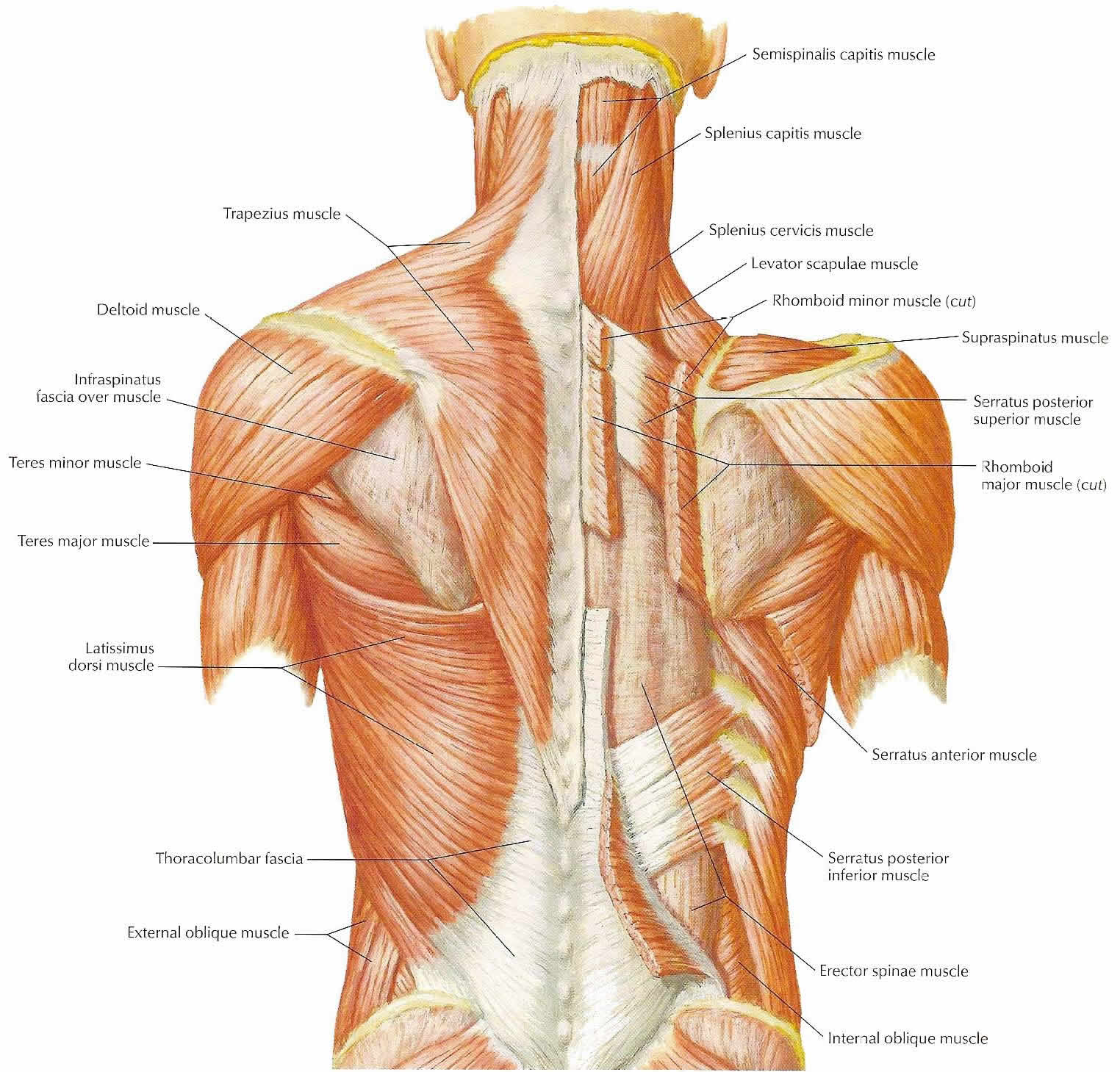 Name Of Muscles In Upper Back I Finished Massage Therapy Training