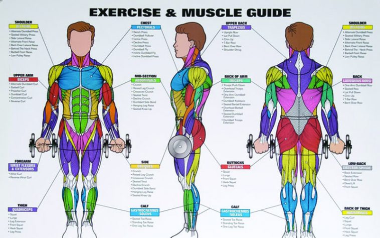 Best Exercises For Each Body Part That You Should Be Doing