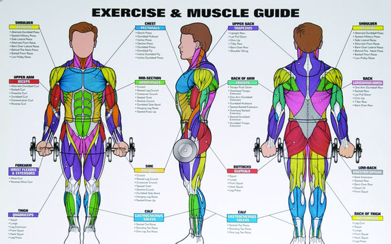 best-exercises-for-each-body-part-that-you-should-be-doing