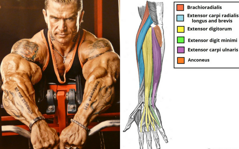 Start Doing These 6 Forearm Exercises for Ultimate Gains