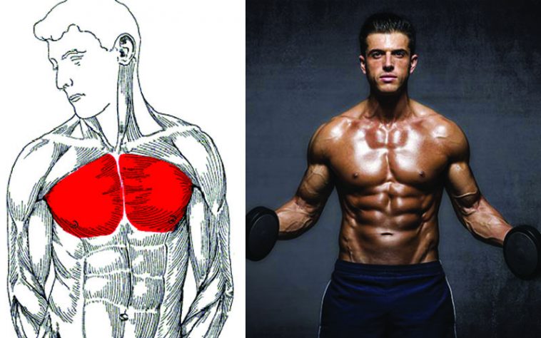 The Ultimate Beginner Chest Workout