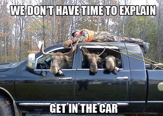 meme showing moose in a car with hunter strapped to the roof showing hunting boosts testosterone