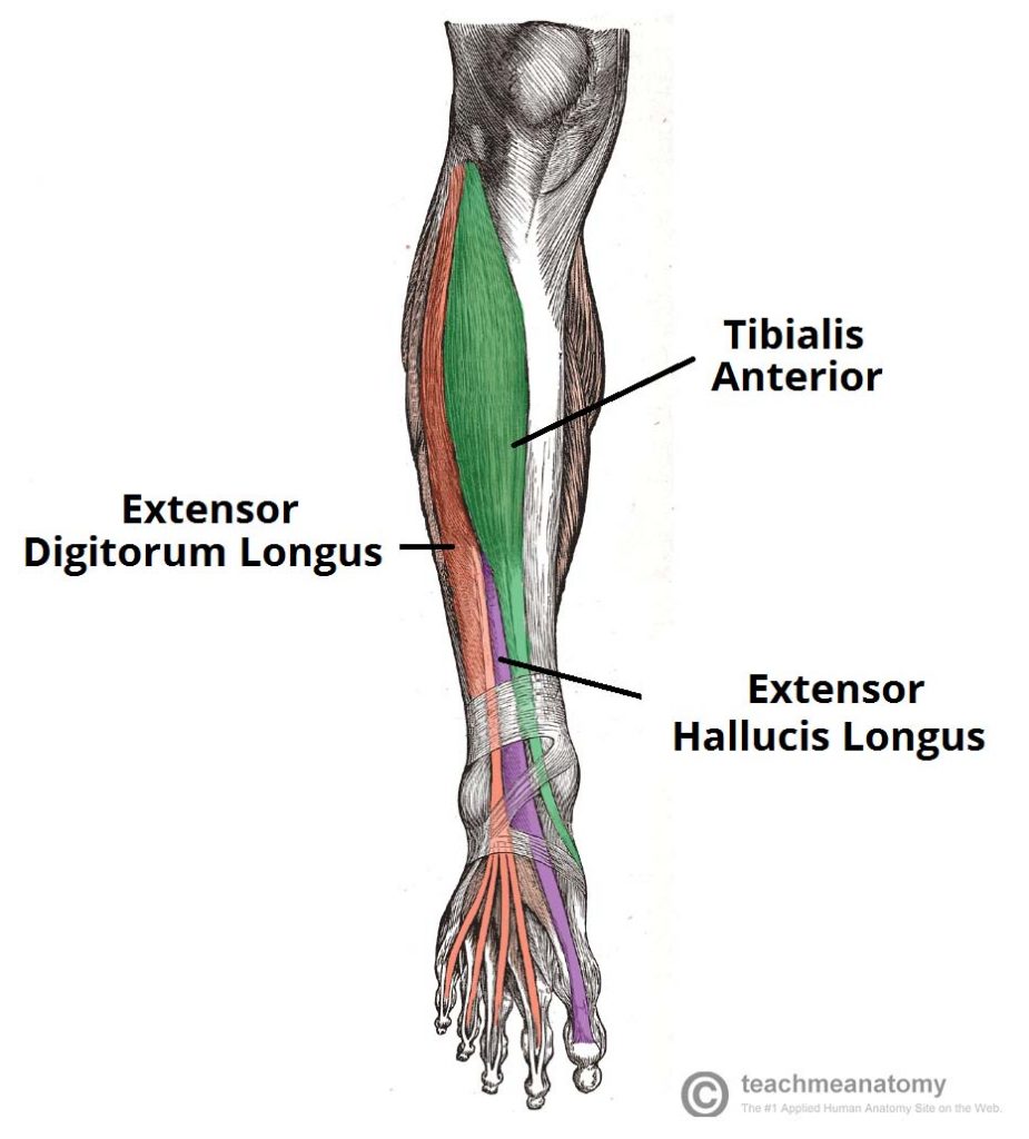compartments of leg muscles