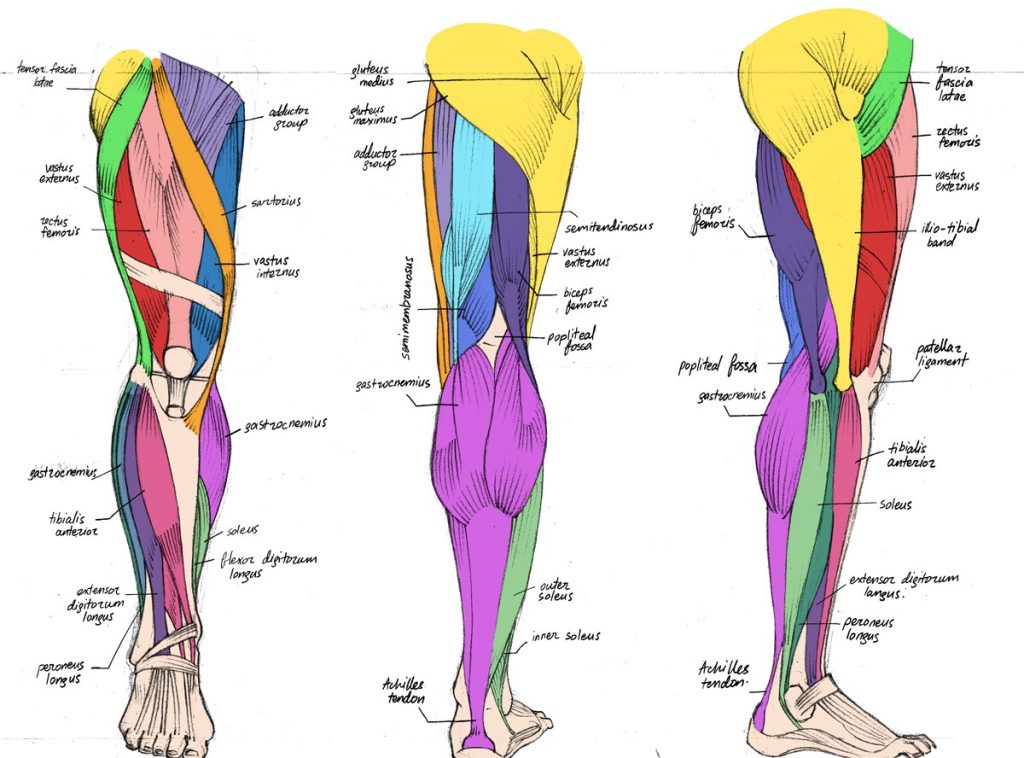 an images illustrating the different muscles of the human leg