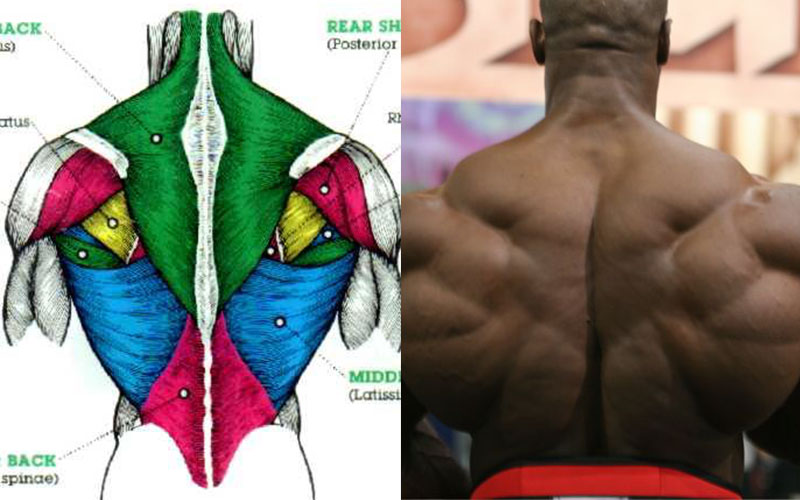 a split image of an anatomy picture of the back and of a bodybuilder