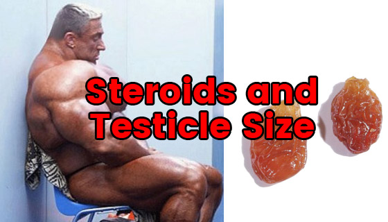 Steroids And Testicle Size