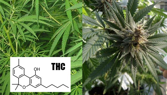 THC-and-Cannabis