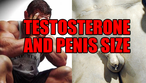 Testosterone And Penis Size Growth Can Test Make You Bigger