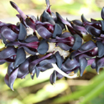 Mucuna