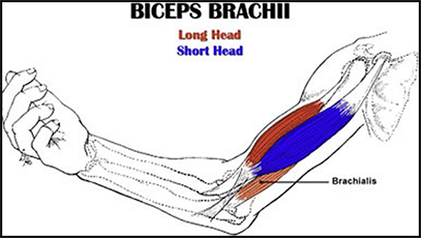 How-To-Build-Mountain-Biceps-Workout-For-Biceps-short-head-and-long-head