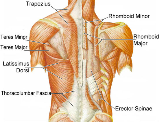 ultimate-back-workout