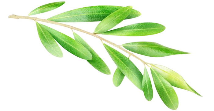 Is-Olive-Leaf-Linked-To-Fat-Loss-1