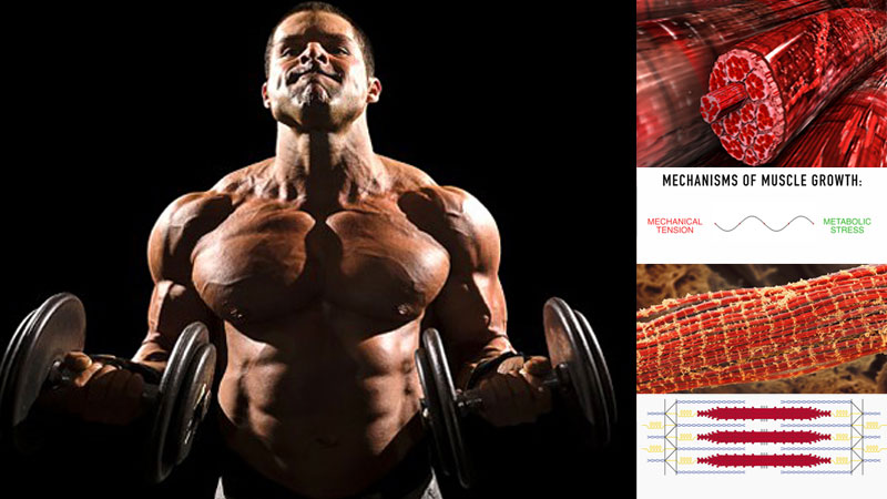 What Is Muscle Hypertrophy and How to Cause It?