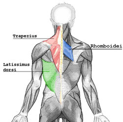 Anatomical diagram of posterior muscles