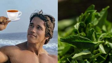 Green-tea-and-benefits-for-bodyuilders