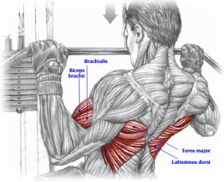 Lat-Pulldown-Muscles-Used