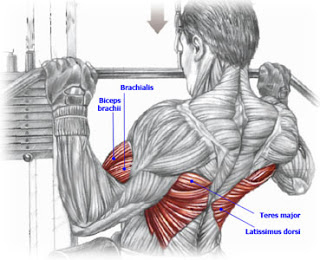 lat pulldown muscles