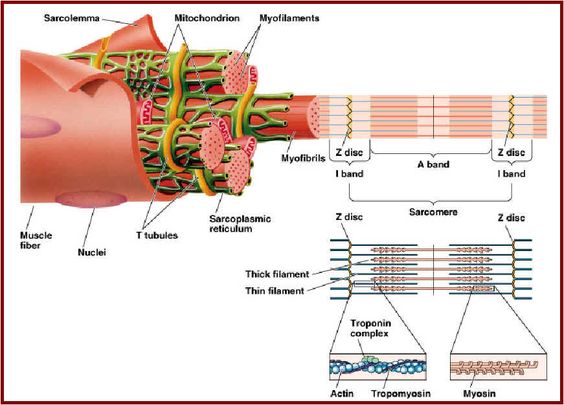 Muscle Fibre