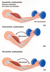 Diagram of muscle contractions