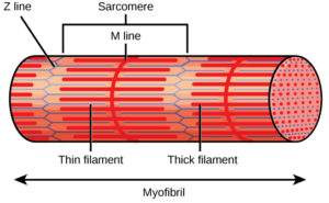 Muscle fiber hypertrophy