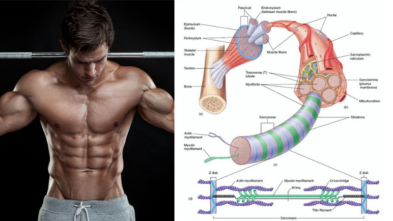 physiology of muscle hypertrophy