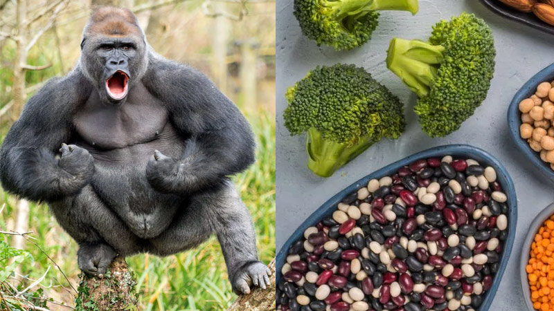 gorilla beside vegetarian protein sources