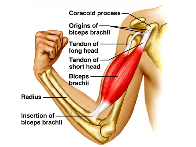 Bicep brachii diagram