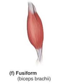 Fusiform muscle biceps curls