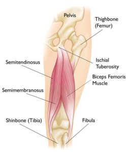 Hamstrings