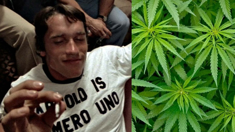 Marijuana and Testosterone