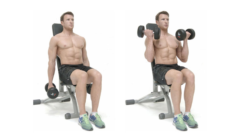 Seated bicep curls