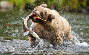 alaskan brown beat catching salmon