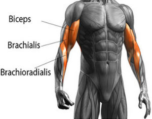 diagram showing brachioradialis as part of how to get bigger forearms