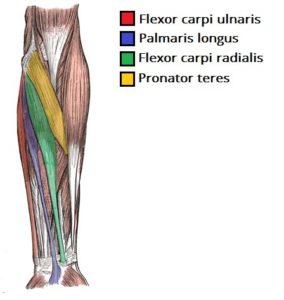 forearm muscles involved in wrist flexion