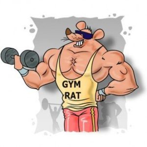 Gym rat lifting weights overtraining