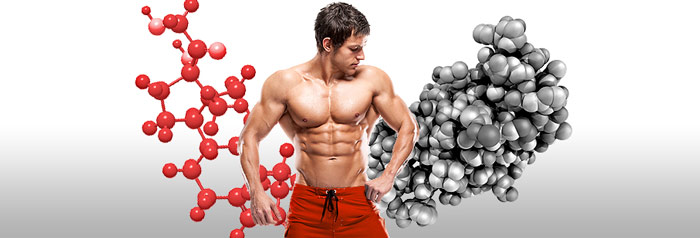 image showing how hormone genetics play an important part in bodybuilding