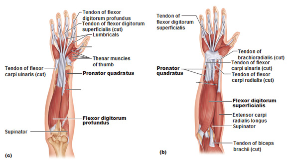 diagram showing muscles in the forearm