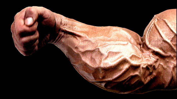 highly developed and vascular forearm of bodybuilder