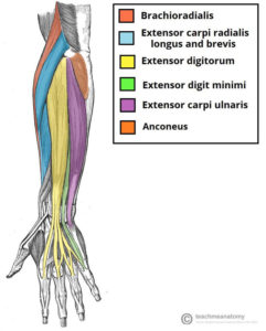 muscles of the superficial layer of forearm used in wrist extension